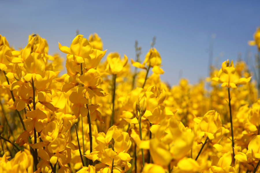 Easter Flowers: The Perfect Blooms to Celebrate Spring